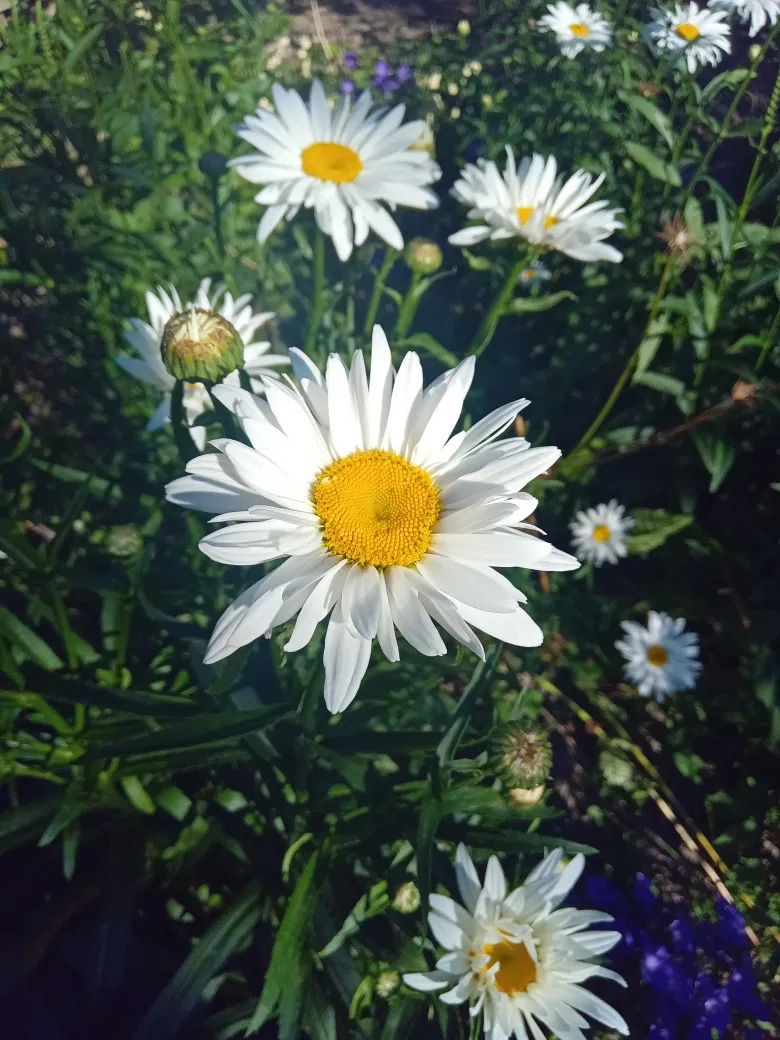 Столяренко Ю.І.